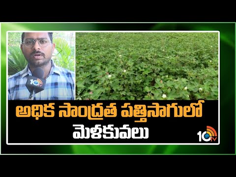 అధిక సాంద్రత పత్తిసాగులో మెళకువలు | high density cotton cultivation | Matti Manishi | 10TV - 10TVNEWSTELUGU