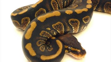 Stranger proven to be at least dominant.