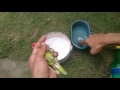Lovebird Kawin Tangkringan