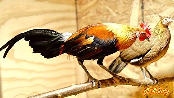 Qaib Qus Dawb Ntsej F2 Zoo Nraug Heev