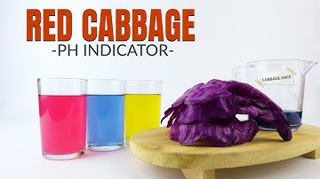 RED CABBAGE PH INDICATOR - Color Changing Cabbage
