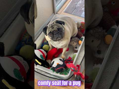 Pug's Adorable Reaction to His New Comfy seat
