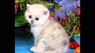 Котенок британская шиншилла Звездный Сюжет, кот, 1мес Котенок британская шиншилла Звездный Сюжет, кот, 1мес