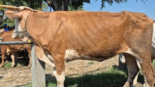 Download Lagu 6.500🔥BABON KURUS BISA UNTUNG HARGA MURAH | Pasar Sapi Kerek MP3