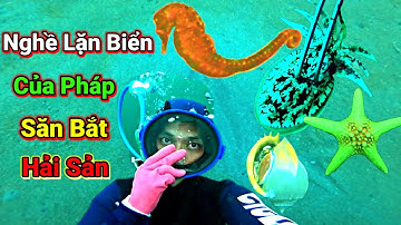 Nghề Lặn Biển Của Pháp Bắt Hải Sản ( Bạch Tuộc ,Cá Ngựa, Ghẹ , Mực Nang Tập 30