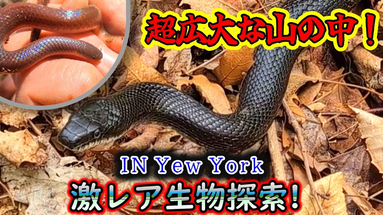 ガラガラヘビ様 危険地帯！】ガラガラヘビの森で激レア生物探索！ニューヨーク現地から