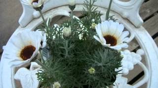 ローダンセマムの育て方 Youtube