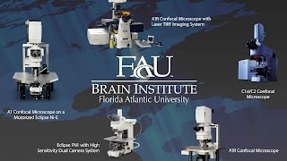 FAU Brain Institute Designated ‘Nikon Center Of Excellence’