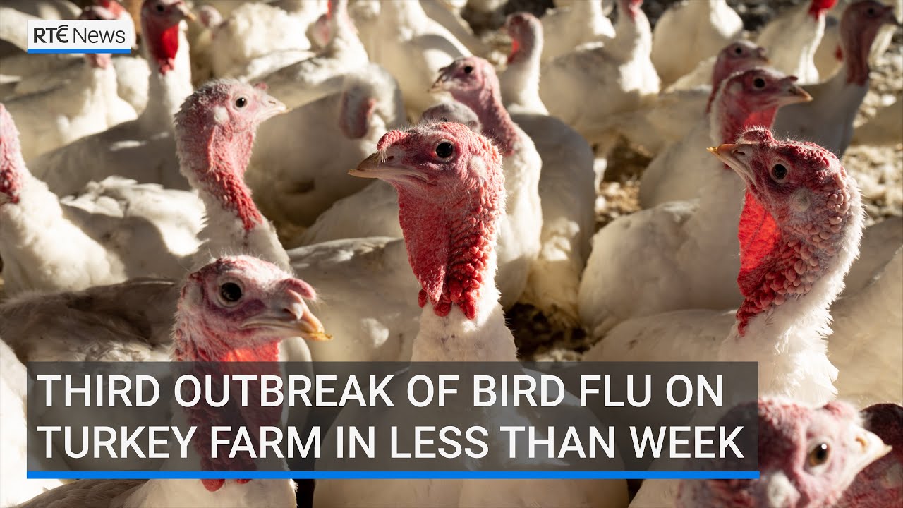 Third outbreak of bird flu on commercial turkey farm in less than a ...