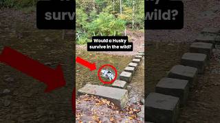 Your Husky could survive the wild… but would choose chaos 🐺😂