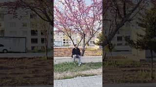 şaban koyun - ahkaf suresi