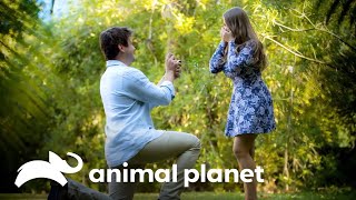 The romantic proposal to Bindi Irwin | A Família Irwin | Animal Planet Brasil