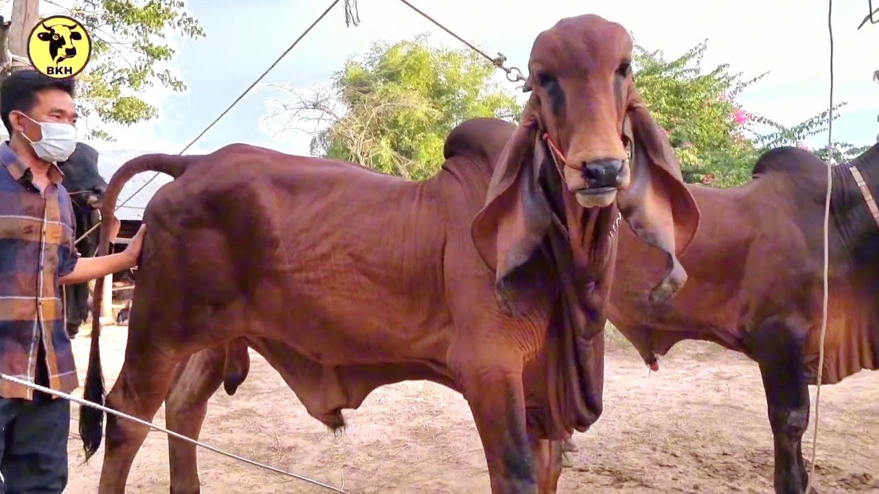 ចិញ្ចឹមសុទ្ធតែគោបាពូជល្បីល្បីតម្លៃរាប់មុឺនដូល្លា