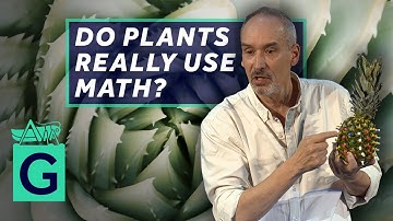 De vorm van planten: waarom planten van wiskunde houden en wiskundigen van planten - Alain Goriely