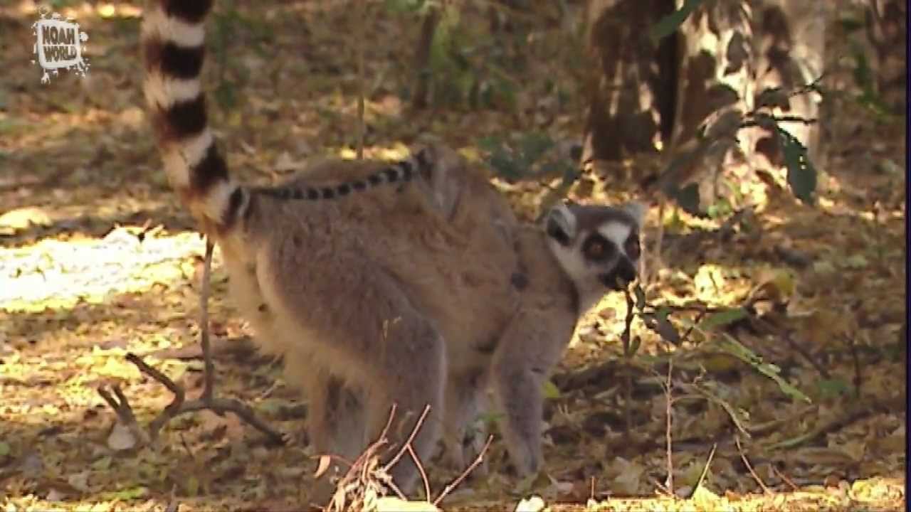 Ring-tailed Lemur - Duke Lemur Center