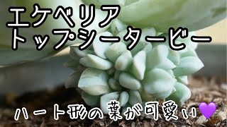 エケベリア属トップシータービー】夏後のお手入れと葉挿し。ハート形の
