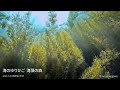 海のゆりかご 海藻の森 2025 5 25 西伊豆・平沢