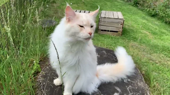 Watch the video about The cutest Maine Coon meow sound ever