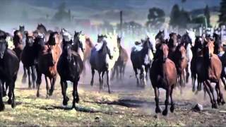 سورة العاديات للشيخ : خالد الجليل ..