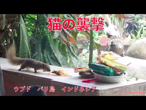 バリ 島 猫 意味