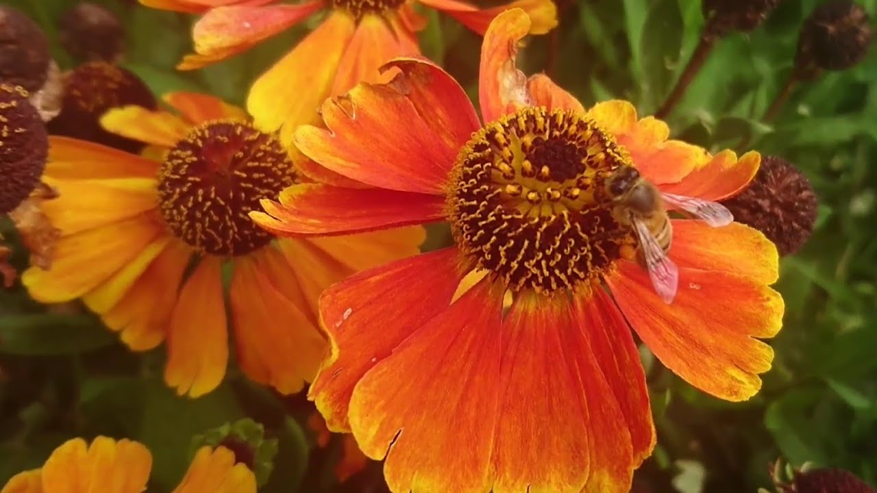 THE OTHER (Ben Stewart, Solid Spirit & Terence Mckenna)