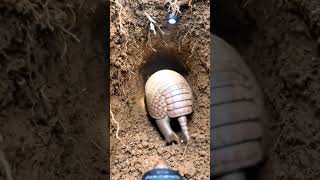 Camera Reveals Where Armadillos Actually Live! 🌿 #WildlifeShorts #NatureIsWild