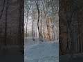 Walking in the winter wonderland #winter #snow #românia