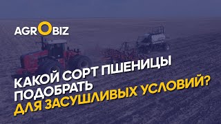 Селекция и посев устойчивых к засухе сортов пшеницы в Казахстане: какие новинки ждать в 2022 году﻿?