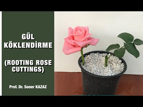 Çiçekli Daldan Gül Köklendirme, How To Root Rose Cuttings, Gül Çelikleri Nasıl Köklendirilir