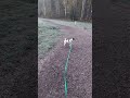 18.10.2024 #джекрассел #jackrussell #животные #джекрасселтерьер #собака #dog #pets #дрт