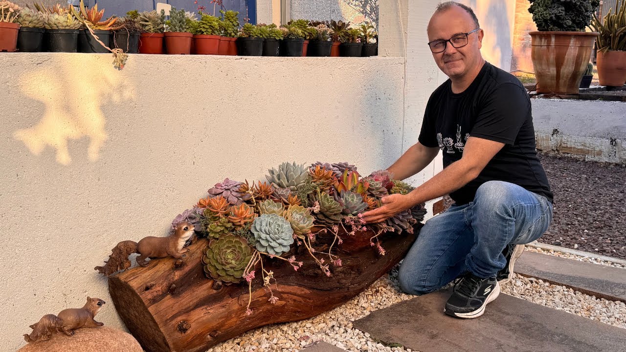 Paisagismo criativo: arranjo de suculentas feito em um tronco