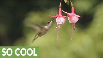 Ruby-throated hummingbird feeds on a flower