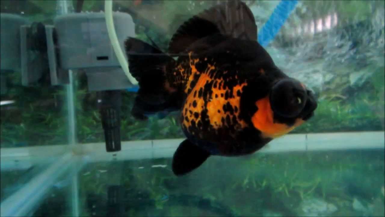 IKAN MAS KOKI DEMEKIN GOLDFISH - YouTube