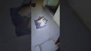 Anak kucing lagi ngumpul,,, -