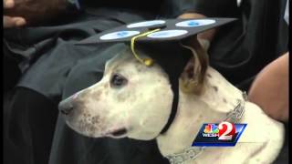 Veteran with PTSD thriving thanks to service dog