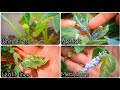 4most common pests  organic pest controls for common pests  greenica