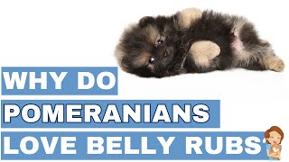 Pomeranian Belly Rub Bliss: The Science Behind the Belly Rub Obsession