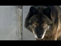 Гулять с Волком нельзя? Почему? Канадский волк Акела