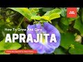 Aprajita plant  easy to grow and care aprajita plant   shanka pushpi  aparajita plant