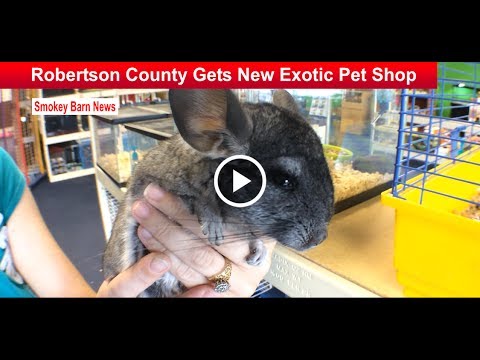 42 HQ Pictures Exotic Pet Shop Online / SCHATTIGE POP model lps Speelgoed bag Little Pet Shop Mini ...