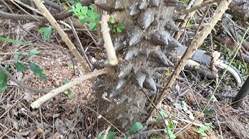 Vào rừng cứu cây Ưng bất bạc già sđt 0793215680