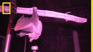 Capturing a Carnivorous Bat on Camera | National Geographic