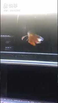 Ikan arwana tik  tok