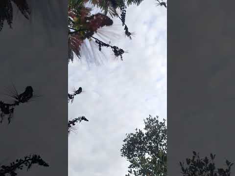ngeri tenan, nektar