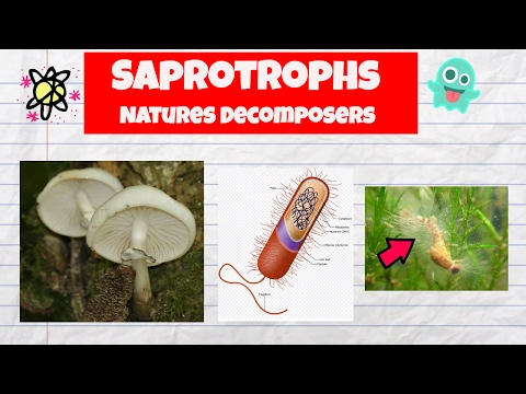 Video: Ano Ang Bakterya Na Tinatawag Na Saprophytes