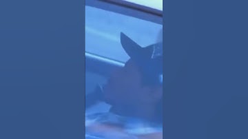 Thumbnail of Real muthaphuckkin gs by eazy E LYRICS AND MUSIC VIDEO