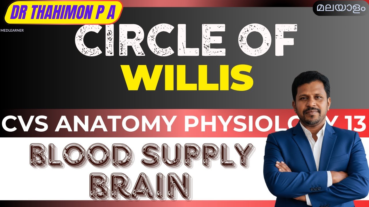 Circle of Willis Blood supply to Brain Cardiovascular system Anatomy ...