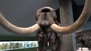 Scansione 3D Di Reperti Archeologici Di Lupi, Bradipi E Mammut In California Con Artec Space Spider