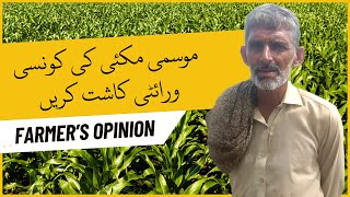 Which Maize Variety We Should Sow | مکئی کی کون سی قسم ہمیں کاشت کرنی چاہیے | Farmers Opinion