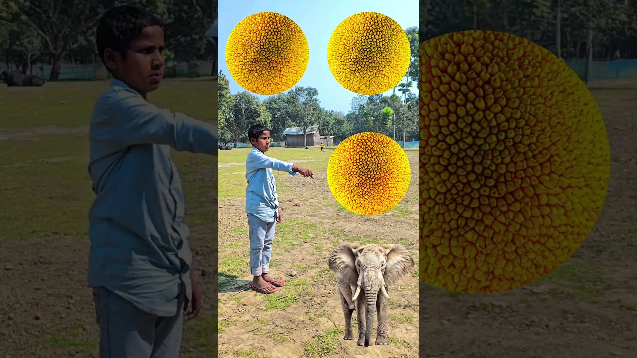 Rounding coconuts to Duck, Peacock, Pigeon & Parrot - Birds names magic video